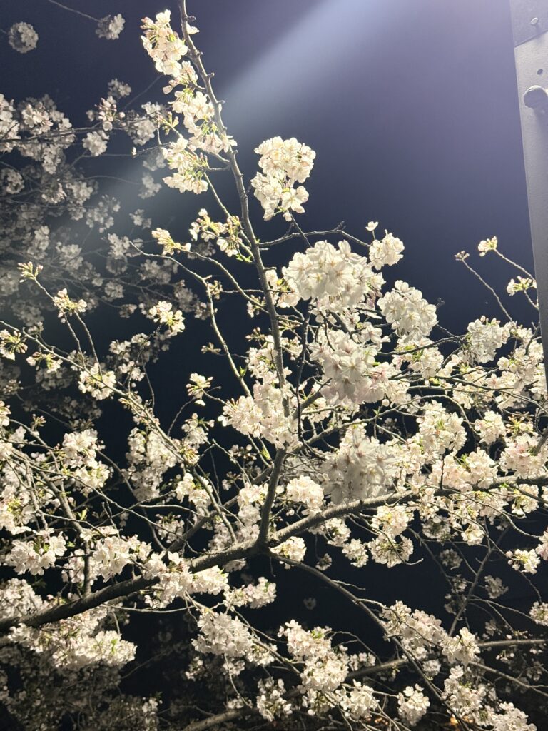 桜